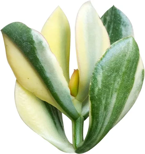 Miniatura 7 de Caja de suculentas Colección única de suculentas de Crassula vivas, fáciles de cultivar, planta de interior para el hogar, totalmente enraizadas