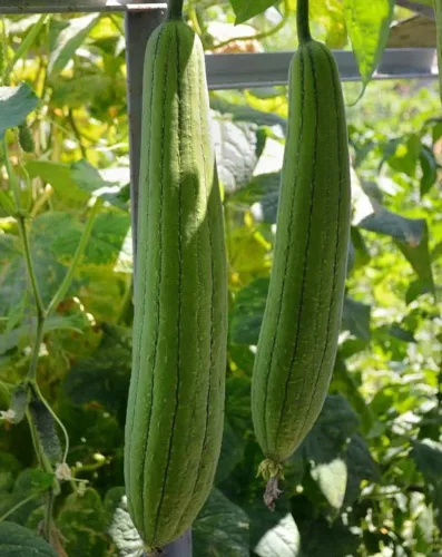Miniatura 2 de 25 semillas de calabaza – Luffa Sponge Heirloom – Premium sin OMG, polinizado abierto, semillas cultivadas en Estados Unidos, siempre frescas