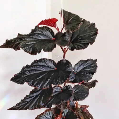 Miniatura 2 de Juego de 2 plantas vivas de begonia, plantas raras de begonia para colgar, canasta colgante ornamental de 5"-9" de alto (Ala de Ángel Negro)