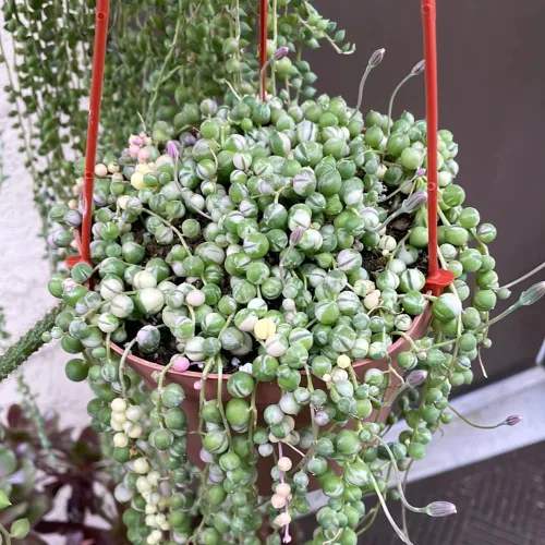 Miniatura 2 de Planta de cadena de perlas variegada viva, enredadera suculenta trepadora, planta de interior en maceta
