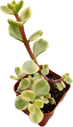 Miniatura 15 de Plantas suculentas de cactus vivos de USKC (maceta de 2 pulgadas Echeveria Blue Bird)