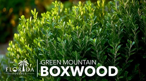Miniatura 3 de Green Mountain Boj Planta de tamaño de 1 galón vivo Elegante árbol de hoja perenne en forma de pirámide, ideal para topiario y paisajismo