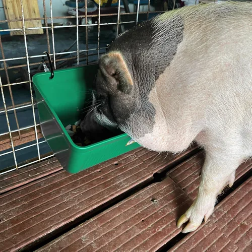 Miniatura 9 de Comedero grande y alimentador para cabras - Paquete de 2 comederos colgantes con clips, cubo de agua, comedero de cerca, suministros para cabras