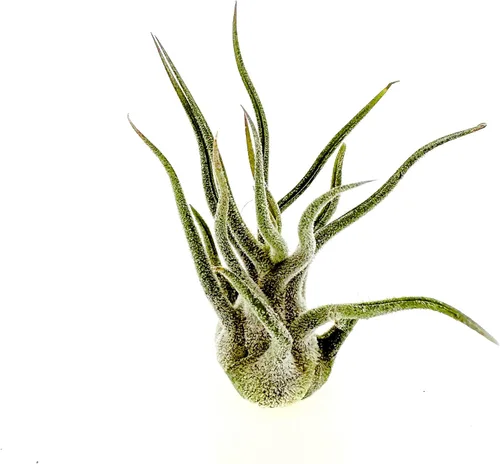 Miniatura 56 de ragnaroc Planta de Aire Viva – Tillandsia Capiput, Jumbo 6-9” - 2 unidades - Llegada Viva Garantizada - Plantas de Casa para Decoración del Hogar