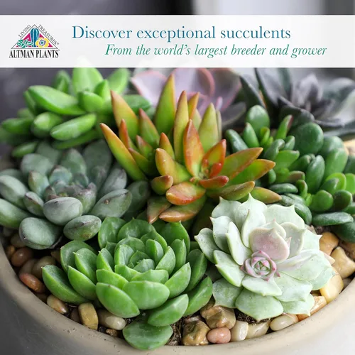 Miniatura 4 de Altman Plants - Plantas suculentas vivas (paquete de 20 unidades), plantas suculentas surtidas en macetas, plantas vivas para el hogar en mezcla