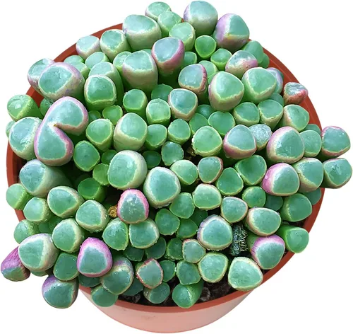 Miniatura 12 de Cotyledon Pendens de 4 pulgadas, suculenta viva completamente enraizada en macetas con mezcla de tierra, planta doméstica rara para la decoración