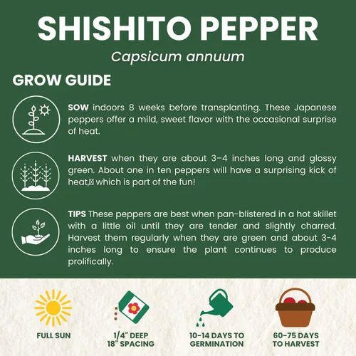 Miniatura 4 de Shishito Pepper – 60 semillas premium para plantar – Pimienta especial dulce, salada y de alto rendimiento para la temporada 2026 – Bolsa de 500