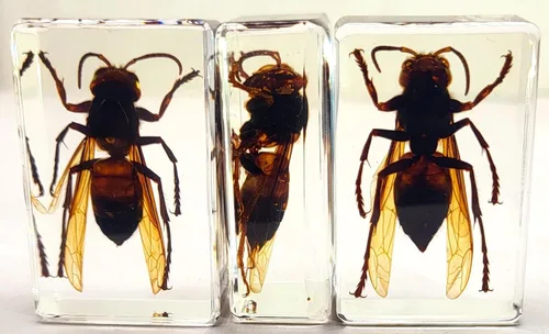 Miniatura 5 de 44mm Escorpión real asiático gigante en resina de lucite transparente cristal, especímenes de artesanía, insectos de animales varios, colección