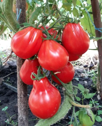 Miniatura 2 de Semillas Trufa Roja Tomate Japonés Indeterminado No GMO Heirloom