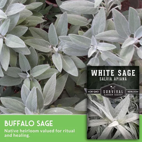 Miniatura 3 de Survival Garden Seeds - Semillas de salvia blanca para plantar - Cultiva hierbas para manchar sostenibles - 2 paquetes con instrucciones