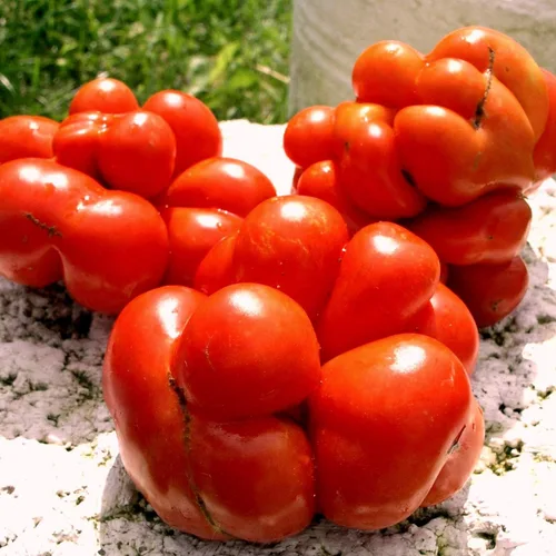 Semillas de tomate Travel Voyage Reisetomate para plantar unas 20 semillas
