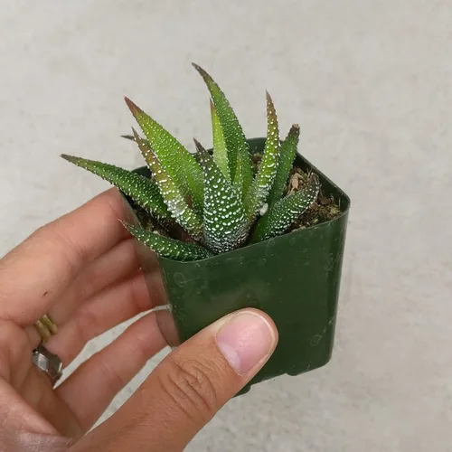 Miniatura 4 de Haworthia 'Zebra Plant' - Suculenta puntiaguda de aloe a rayas blancas (2 pulgadas)