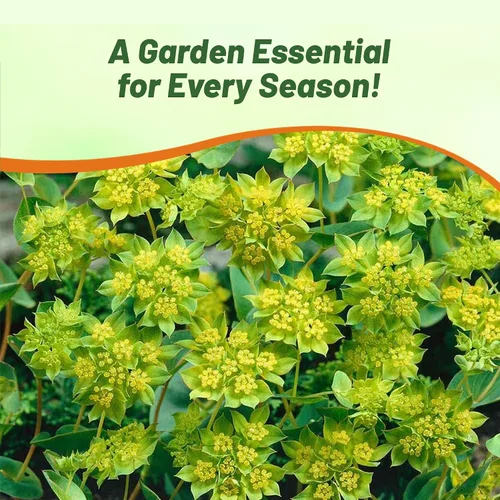 Miniatura 6 de Outsidepride Hare's Ear Bupleurum Seeds – 2000 unidades. Semillas anuales, tolerantes a la sequía y de bajo mantenimiento, semillas de flores