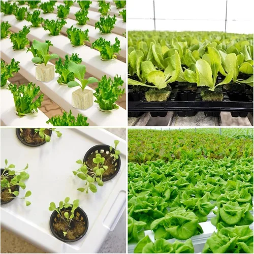 Miniatura 7 de Legigo Cubos de lana de roca de 1.2 pulgadas para hidroponía, cubos de cultivo para plantación de lana de roca para torre hidropónica, jardín, 2