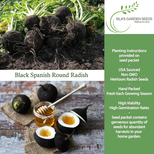 Miniatura 2 de Semillas de rábano "Black Spanish Round" para plantar, más de 150 semillas de reliquia por paquete, semillas de jardín de Isla