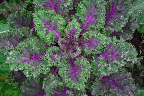TomorrowSeeds - Semillas rojas de col rizada rusa - Más de 2000 unidades - para plantar 2026 Buda Rouge Siberiana Col veteada Púrpura Col Verde Hoja