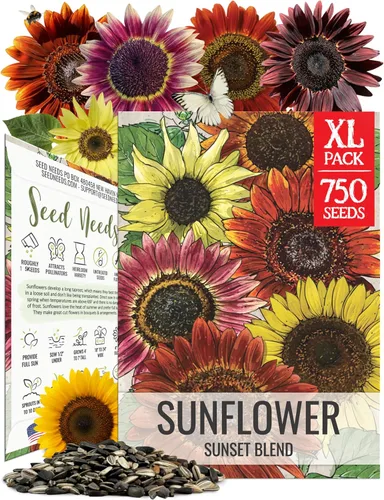 Seed Needs Mezcla de semillas de girasol para plantar Sunset Blend 7 variedades | Más de 750 semillas Helianthus Annuus Heirloom Open Polinated XL