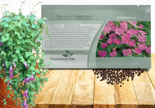 Miniatura 10 de Outsidepride Mix Asarina Climbing Snapdragon Seeds - 100 semillas de flores perennes para plantar, enredaderas trepadoras fáciles de cultivar