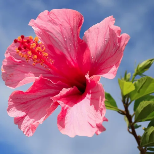 Miniatura 8 de Hibisco Rosa. rosa-sinensis. Planta Viva - Hibisco Tropical Floreciente, Flores Bonitas, Usado en Té y Jugo (2 Plantas de Hibisco Rosa)