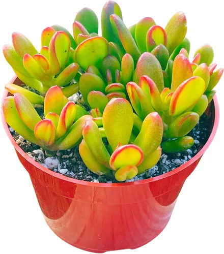 Miniatura 6 de Planta de jade Crassula Ovata de 4 pulgadas, plantas suculentas compactas de jade vivas, fáciles de cultivar, difíciles de matar, planta