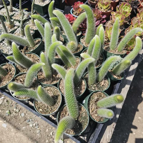 Plantas vivas de cactus de cola de mono para plantar, plantas de interior de cactus de cola de mono vivo, plantas suculentas de 6 a 8 pulgadas para