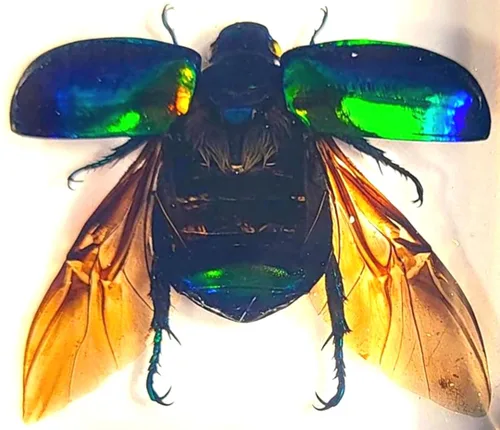 Miniatura 42 de 44mm Hormiga gigante tropical real en resina de lucita transparente cristalina, espécimen preservado Pseudoneoponera Rufipes, taxidermia