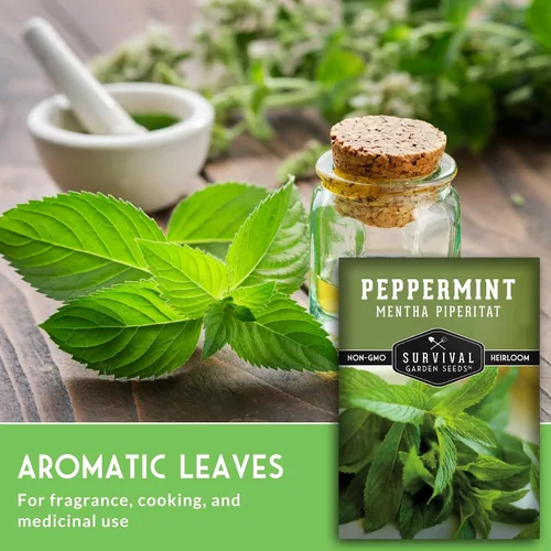 Miniatura 5 de Survival Garden Seeds - Semillas de menta para plantar - Mentha Piperita 3 paquetes con instrucciones para plantar y cultivar deliciosa menta en tu