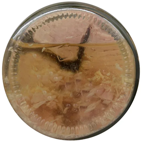 Miniatura 8 de Wild Planet - Atún bonito salvaje en aceite de oliva puro, keto y paleo