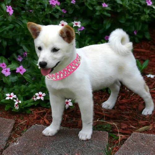 Miniatura 4 de TEEMERRYCA Collares ajustables de piel sintética con tachuelas para perro con una bola chirriante de regalo para mascotas pequeñas, medianas y Rosa