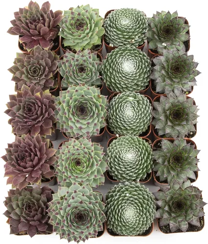 Miniatura 2 de Plantas suculentas 20 suculentas Sempervivum Enraizadas en macetas con tierra Plantas de interior reales Regalos o decoración de habitación