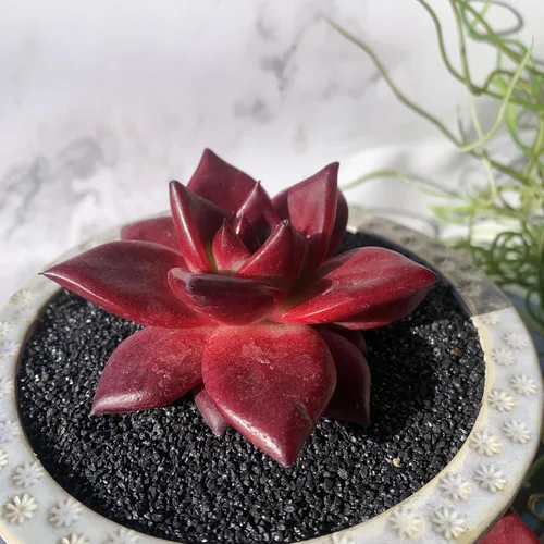 Miniatura 8 de Echeveria Agavoides v Romeo Rubin Grandes Plantas Suculentas Vivas Raras, 1 Cabeza 2-2.5" Raíz Desnuda Sin Maceta y Tierra, Decoración de Jardín