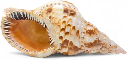 Miniatura 13 de Tumbler Home Conchas marinas grandes para decoración o pecera, decoración costera y náutica, soporte para plantas de aire, adornos de acuario