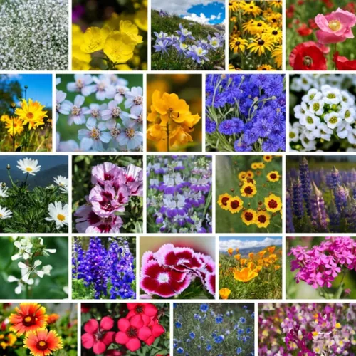Miniatura 5 de Todas las semillas de flores silvestres anuales mezcladas para plantar - 1 lb ~16,000+ semillas - 21 variedades incluyendo amapola de California