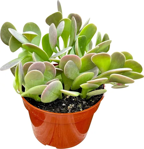 Miniatura 5 de Suculenta Viva de 4" Callisia Repens Pink Lady Turtle Vine, Plantas Suculentas Vivas Completamente Enraizadas Planta de Casa para Decoración