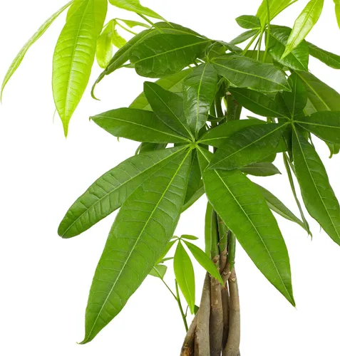 Miniatura 5 de Planta de interior de árbol de dinero vivo en maceta de cultivo de 6 pulgadas, planta purificadora de aire, fácil cuidado para principiantes