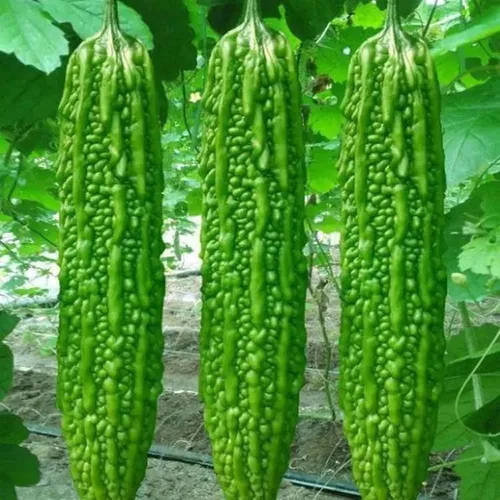Miniatura 3 de CHUXAY GARDEN Semilla de calabaza amarga larga japonesa 25 semillas beneficios para la salud vegetal verde comestible gran cosecha alimenticia