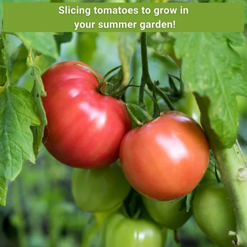 Miniatura 5 de Sow Right Seeds - Colección rara de semillas de tomate autóctono colorido para plantar - Cherokee Green, Black Krim, Hillbilly, Black Beauty