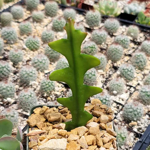 Miniatura 7 de Planet Desert Epiphyllum anguliger Fishbone Cactus