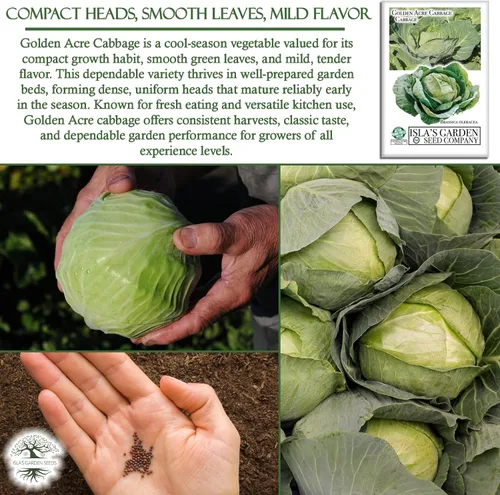 Miniatura 5 de Semillas de col Golden Acre (Brassica oleracea) – Más de 1000 semillas de reliquia sin OMG de Isla's Garden Seeds, maduración temprana y cabezas