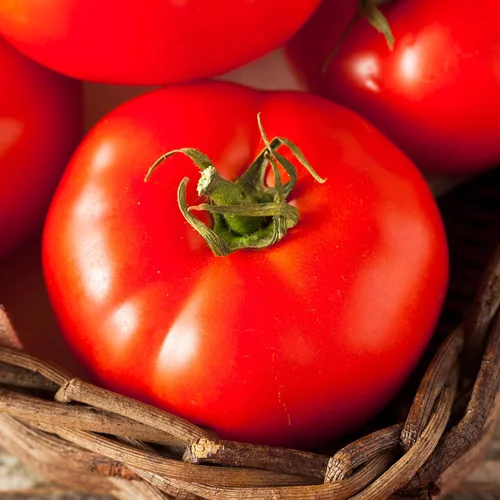 Miniatura 4 de Semillas de tomate orgánico (Ponderosa Red Beefsteak) – Aproximadamente 75 semillas – USDA Orgánico, Sin OGM, Polinización Abierta, Herencia, Origen