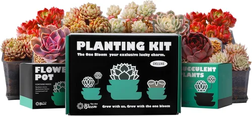 Echeveria Ben Badis - Suculenta viva con roseta única para decoración de interiores y exteriores, regalo de fácil cuidado para los amantes de las