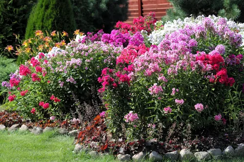 Miniatura 2 de 10 Tall Garden Phlox Paniculata Mixed Colors 'New Hybrids Mix' Flower Seeds