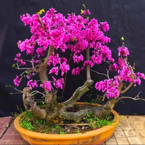 Miniatura 4 de 50 semillas de árbol Redbud Arbusto Cercis o Bonsái Rosa Púrpura Flor Semillas Raras