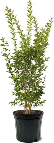 Miniatura 16 de American Plant Exchange Black Diamond Shell Pink Crape Myrtle Tree Live, maceta de 1 galón, 1-1.5 pies de alto, flores rosas vibrantes, tolerantes a