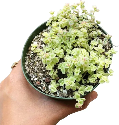 Miniatura 2 de Sedum Little Missy Succulent (maceta de plástico de 4 pulgadas) - Suculenta abigarrada viva y saludable