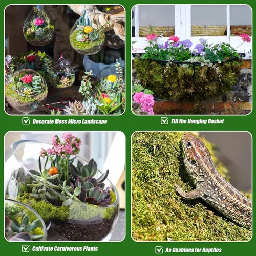 Miniatura 5 de Doter Musgo de bosque seco para plantas (5 cuartos de galón / 1 paquete), musgo para macetas para varias plantas, incluyendo orquídeas, plantas