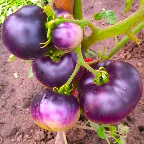 Miniatura 7 de Semillas de tomate morado raras 30+ semillas para plantar tomate indeterminado