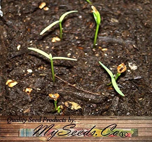 Miniatura 5 de Big Pack by MySeeds.Co
