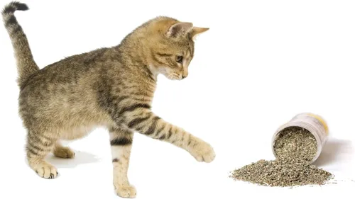 Miniatura 6 de Hierba gatera, mezcla premium segura para gatos, infundida con la máxima potencia por la que tu gatito seguramente se volverá loco (1 taza)