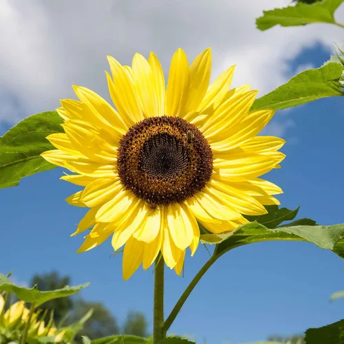 Miniatura 7 de Eden Brothers Semillas de girasol - Autumn Beauty